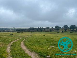 Finca rústica a Casar de Cáceres. Finca de 185 hectareas en casar de cáceres