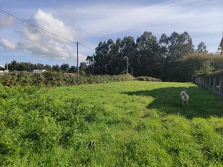 Terreny residencial a Oleiros Pueblo. Parcela llana y soleada de más de 4.000m2 ubicada en pleno centr