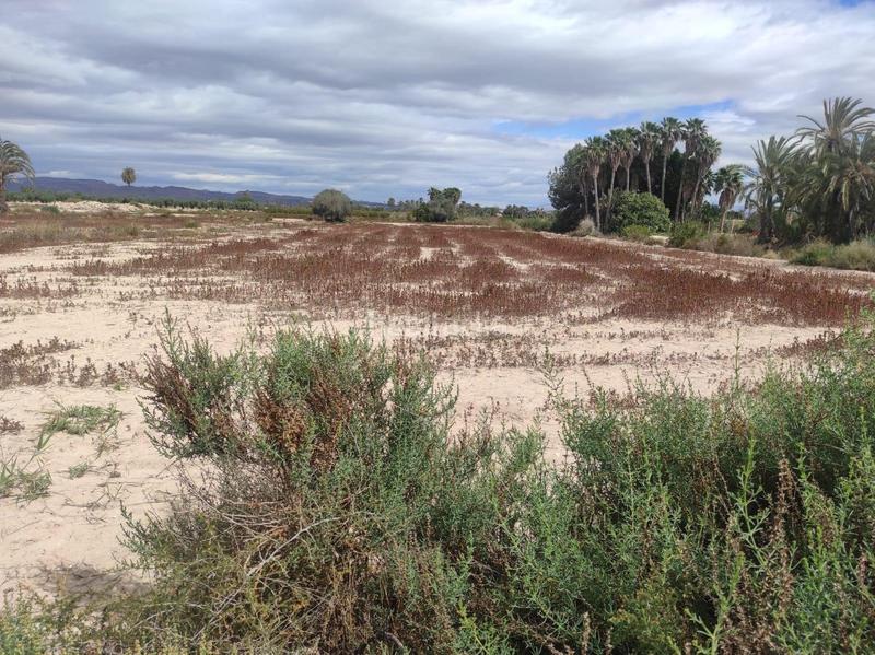 Foto 3182322b-d4e6-4d30-bd39-f39dbacfa61b. Terreno residenziale in La Foia - Daimés - Asprella Elche / Elx