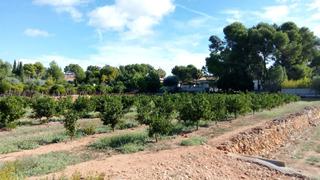 Finca rústica a Monserrat. Varias fincas rústicas en venta "montserrat (valencia)"