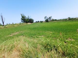 Finca rústica a Pinseque. Terreno de regadio en pinseque
