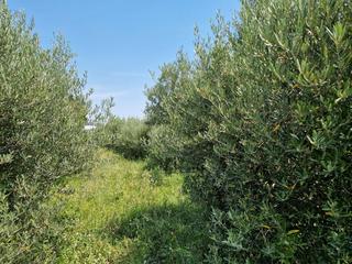 Finca rústica a Bardallur. Terreno con olivos en bardallur (cerca de plasencia de jalon) de