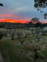Finca rústica a Pastriz. Terreno en pastriz-frutales-torre