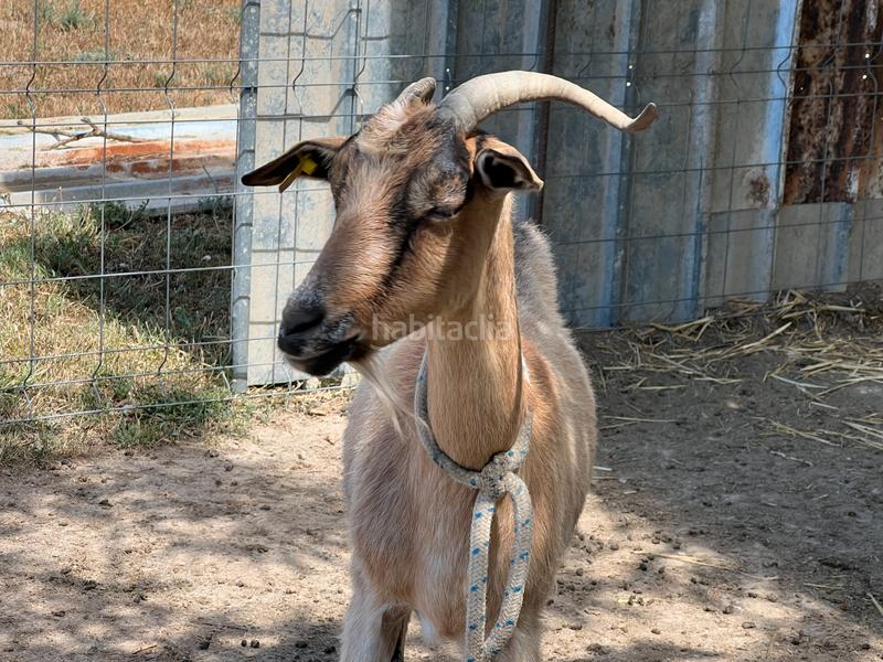 Foto 37575b03-99d0-4435-9f98-412d41a158aa. Finca rústica terreno vallado-pozo-alfocea (Monzalbarba) en Zaragoza