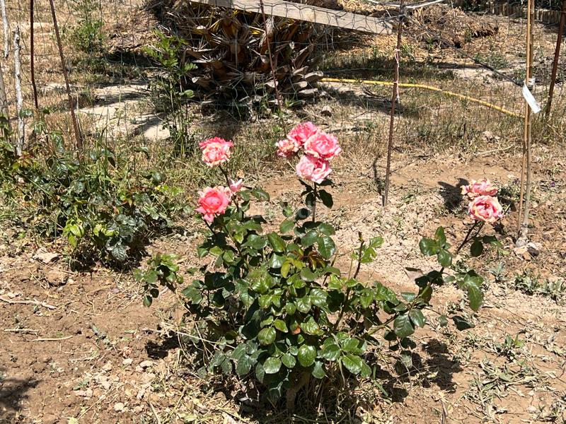 Foto 8cb208a6-cb3e-4d2e-8c0f-a850c634e303. Finca rústica terreno vallado-pozo-alfocea (Monzalbarba) en Zaragoza