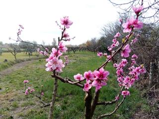 Finca rústica en Pastriz. Torre almacen con 5.000 m2 en pastriz (zaragoza)