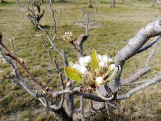 Landgut in Santa Isabel. Finca de 5.000 m2, en pastriz, con almacén de dos plantas legali