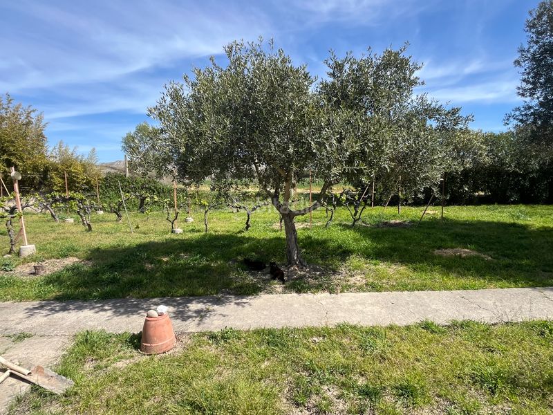 Foto ef890ea3-d713-41b9-902d-251156a9945c. Finca rústica a Salvador Allende Zaragoza