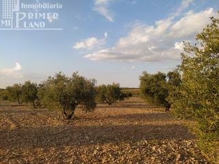 Terrain résidentiel à Tomelloso. Se vende finca rustica destinada a olivo, la finca cuenta con 36