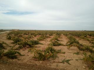 Masia a Mesas (Las). Se venden 7 fanegas de tierra de regadio de consorico junto a la