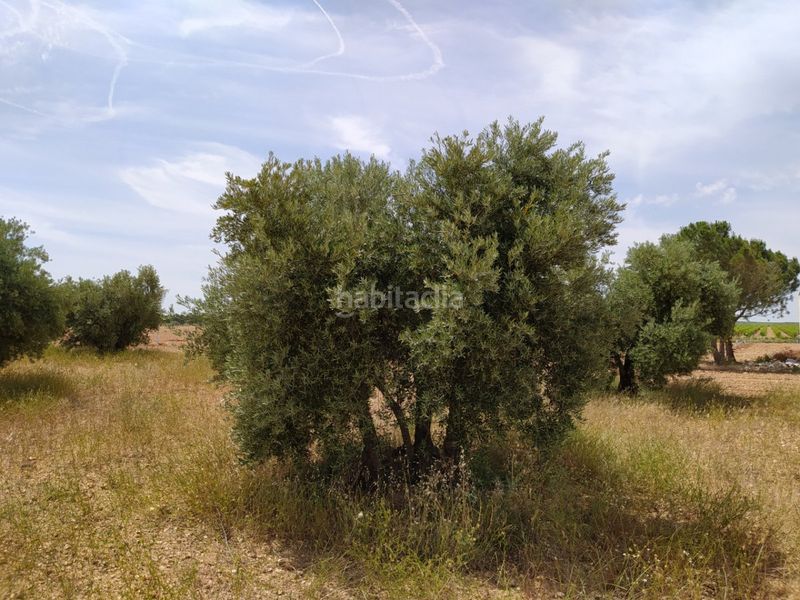 Foto 1ad11b15-2565-4258-91b4-fe59cc11bb47. Masia a Tomelloso