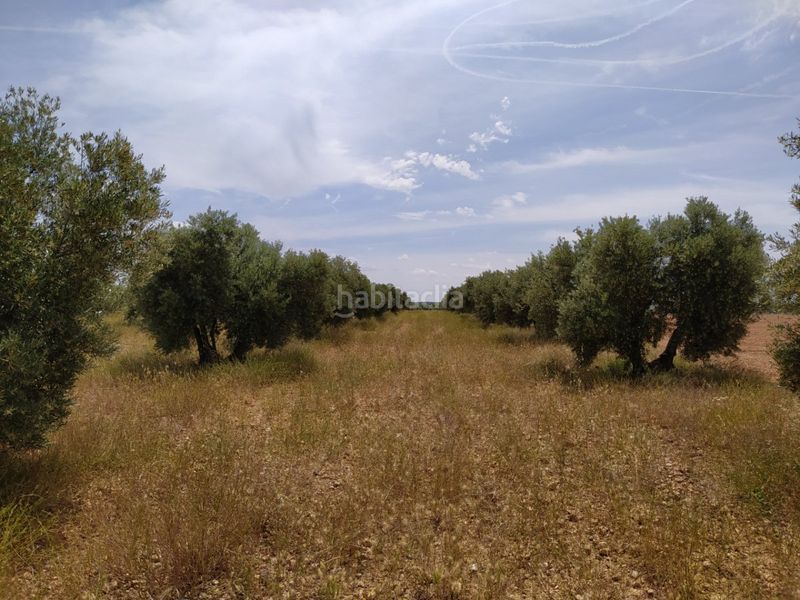 Foto d697973e-a60a-48bc-be1a-9c02e27f10bd. Masia a Tomelloso