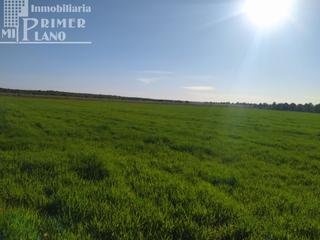 Masia a Argamasilla de Alba. Se venden 13 hectareas de tierra blanca en la zona de la alavesa