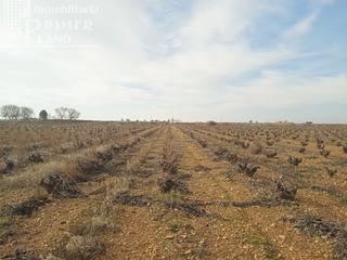 Residential Plot in Socuéllamos. Se venden 7,4 hectareas de viña airen de regadio con pozo de agu