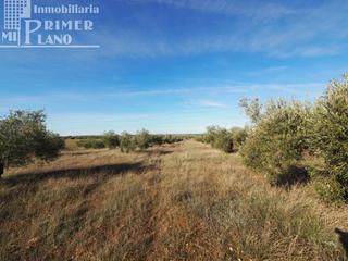 Terreno residencial en Tomelloso. Se vende finca rustica destinada a olivo, la finca cuenta con 64