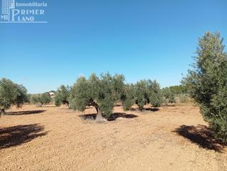 Terreny residencial a Argamasilla de Alba. Venta de finca rústica de olivos en argamasilla de alba  excelen