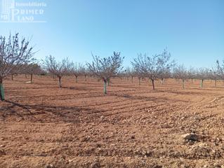 Terreny residencial a Argamasilla de Alba. Finca rústica en venta en argamasilla de alba  parage el risco!