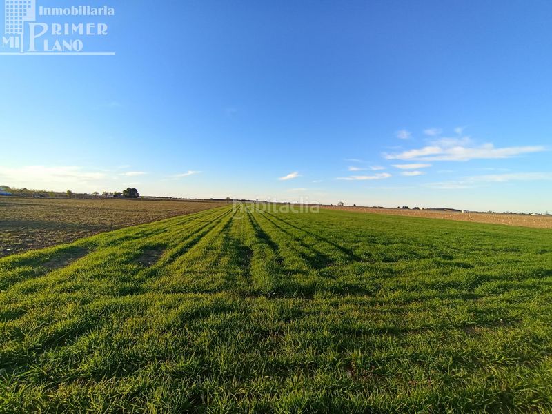 Foto 3a26643e-8fbf-46be-b68f-751192e9fc7a. Finca rústica a Tomelloso