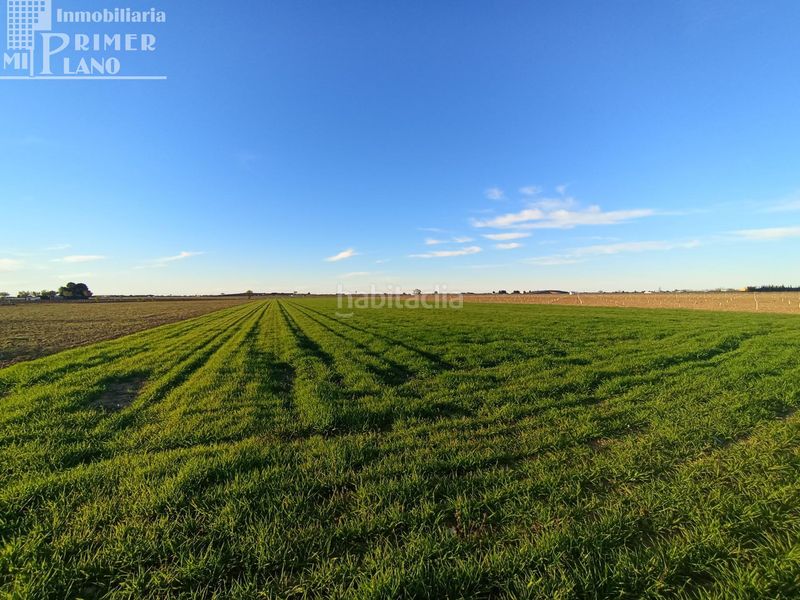 Foto 40279265-c349-4b44-851e-4faee2fbc65d. Finca rústica a Tomelloso