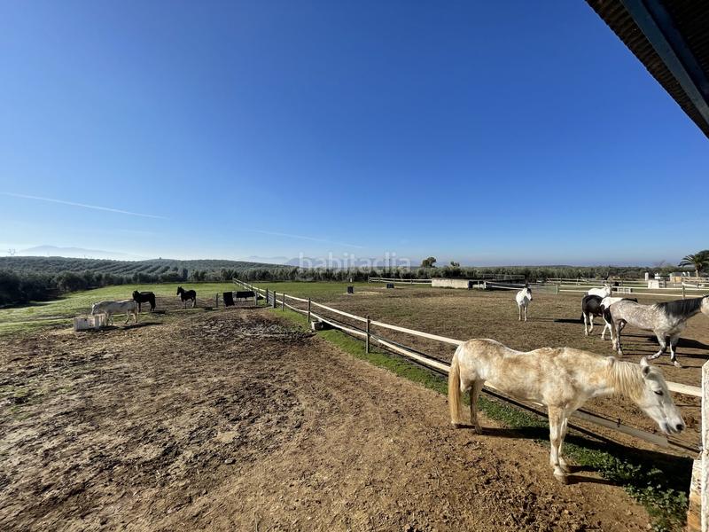 Foto 15469951-6b75-41c7-924d-ea093c0e72ab. Masia amb aparcament piscina a Mollina
