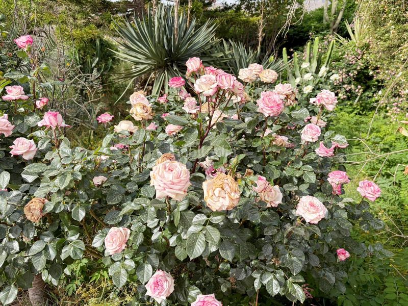 Foto 7b7a059a-dad6-4f05-8116-b6c8f964320c. Finca rústica a Benahadux