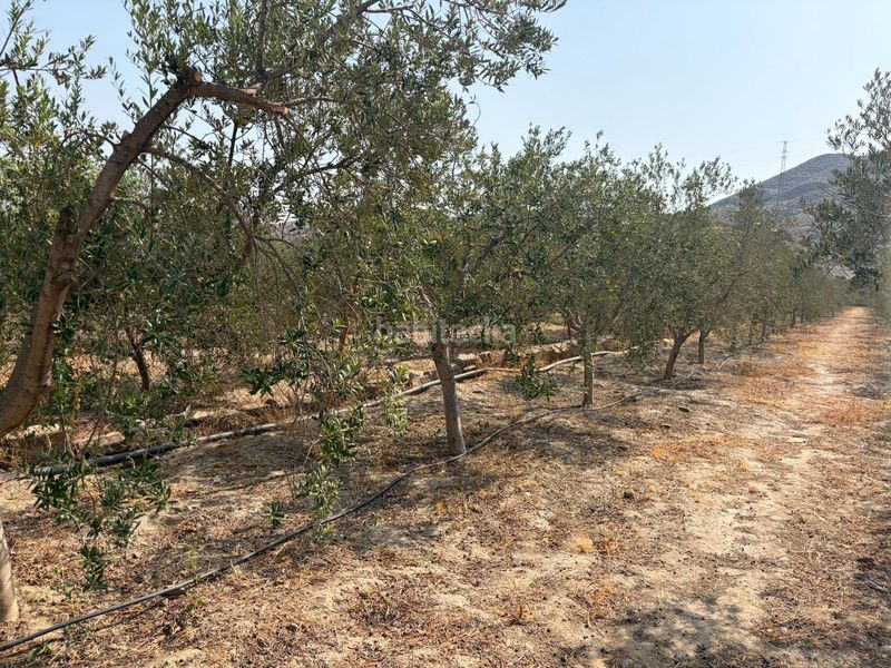 Foto 1b6a4f6e-0bb5-4de9-88a8-30d2d295c446. Finca rústica a Santa Fe de Mondújar