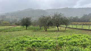 Affitto Fondo rustico in Estrada do castro de pontevea 4. Gran oportunidad!!!. se alquila  finca en pontevea, a 5 minutos