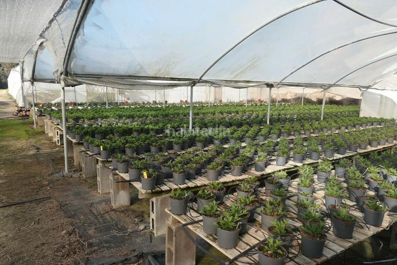 Foto 18f3cece-4d27-4ed7-93f5-6755e0f2175f. Finca rústica a Canet de Mar