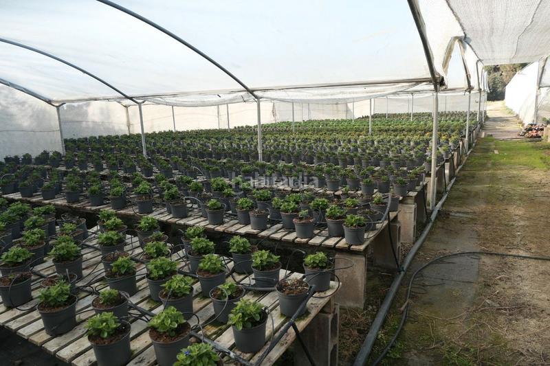 Foto c4acb425-ac3c-4a67-ba6c-9e52c378b975. Finca rústica a Canet de Mar