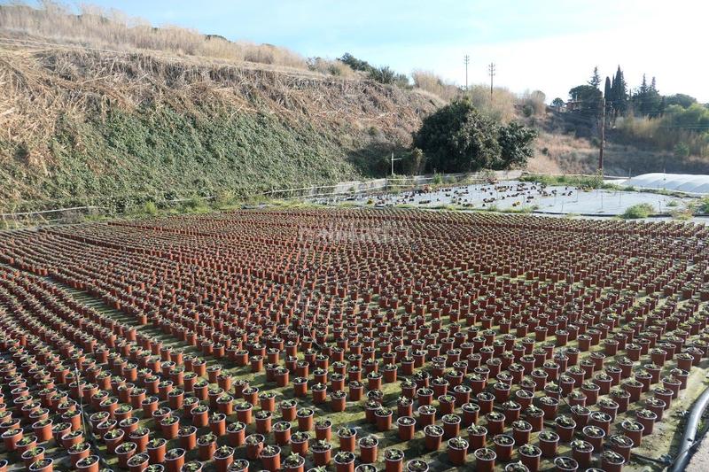 Foto 02de2e0e-f135-49fa-a6ec-3d99ce205648. Finca rústica en Canet de Mar