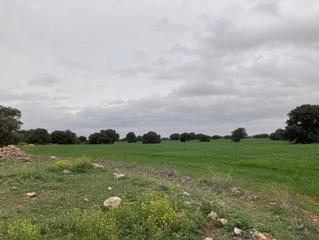 Propriété  Calle ciudad real. Finca rústica con una superficie gráfica de 536.129 m2.  uso pri