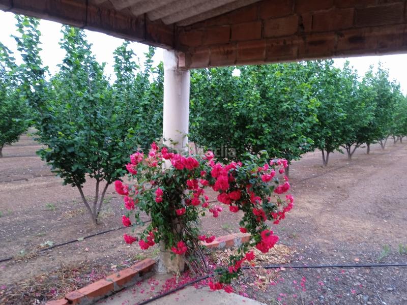 Foto 1dc0de2d-82a5-4363-94bc-12d3883e1470. Finca rústica a n/a a Almoster