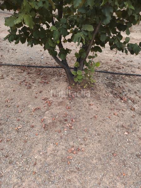 Foto 981e3317-a918-428b-9968-1b83f445d435. Finca rústica a n/a a Almoster