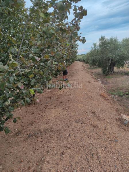 Foto ba7db28e-9785-4b1d-877d-b279ae6e0175. Finca rústica a n/a a Almoster