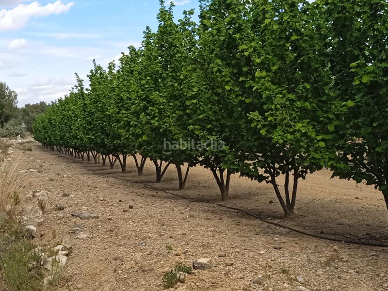 Foto e7a7b690-79af-4bfd-a78c-41d2f15fbeb0. Finca rústica a n/a a Almoster