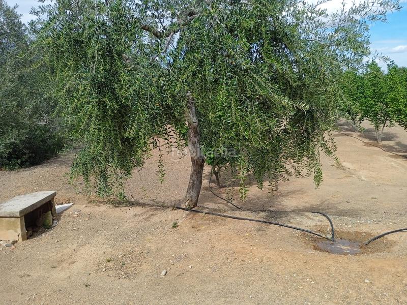 Foto f0c4957d-d4ea-41cf-8e93-c7cb9af9deb9. Finca rústica a n/a a Almoster