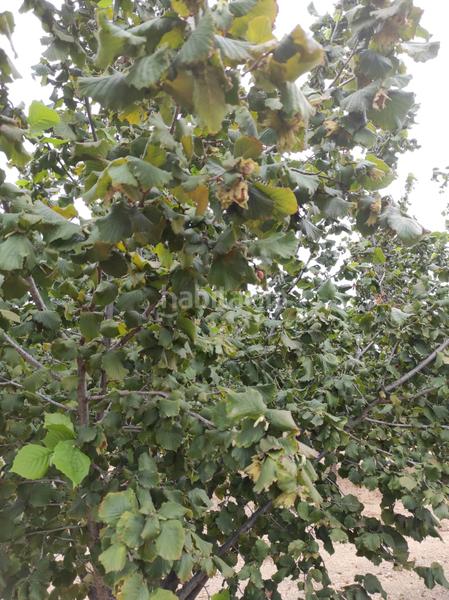 Foto 7984d111-ede0-4bac-80c3-fc38017db50a. Propriété dans carretera d'almoster 5 dans Castellvell del Camp