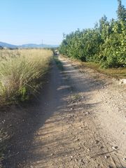 Landgut in Tv-7222 999. Finca de avellanos en produccion