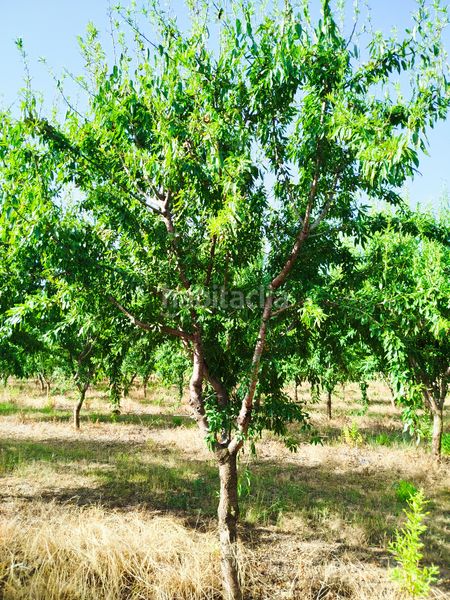 Foto 0fef95ab-c8cf-4d3f-91de-b25392c5f976. Finca rústica a Masó (La)