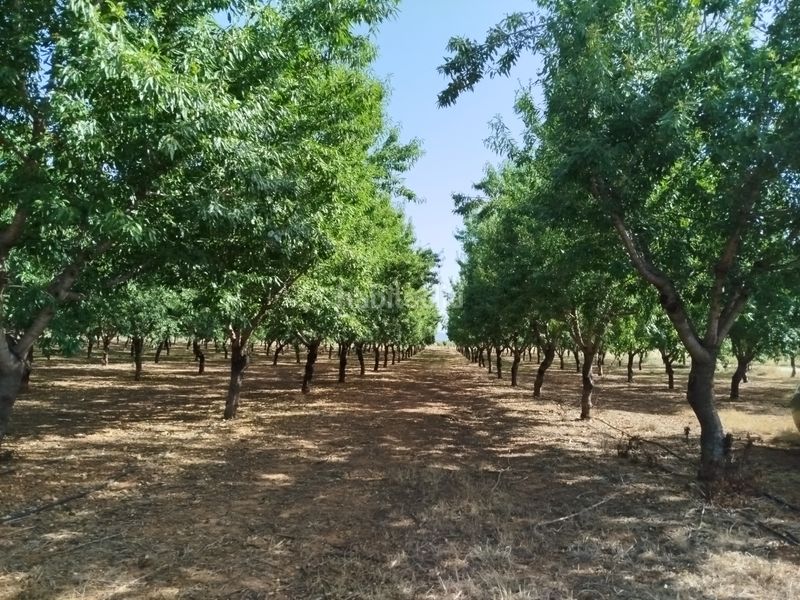 Foto 1aa5253c-4530-42e0-b6f0-7ed7eeac7abf. Finca rústica a Masó (La)