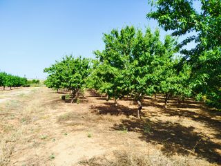 Landgut in Masó (La). Finca 3 ht para cultivar en la maso, tarragona