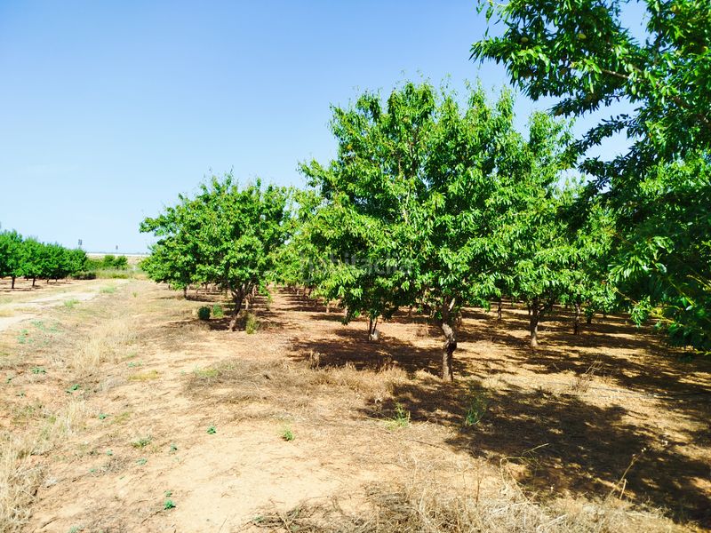 Foto 8109234e-3ad7-4b3d-b1da-3ea48c8ae442. Finca rústica a Masó (La)