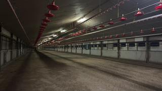 Nau industrial  Lugar lugar san pedro. Granja de pollo blanco y licencias definitivas en xinzo de limia