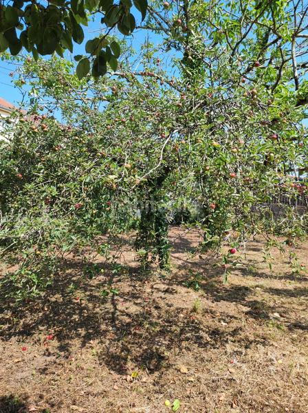 Foto cfbd82c5-2124-4cfc-914d-166be0cddecd. Casa a Cambre