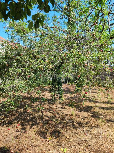 Foto 7e36cd4b-3c2e-4ecc-9047-6b21eb234181. Haus in Cambre