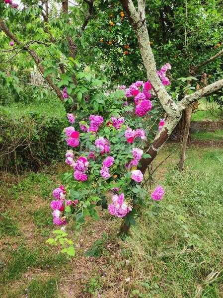 Foto 7e8fb49e-b28f-4cf7-a923-50d4b80be977. House with parking in Parroquias Rurales Culleredo