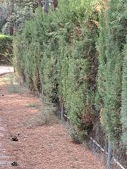 Wohngrundstück in Pedanías - Extrarradio. Parcela de 10.000 m2 de suelo urbano en urb. pinares del jucar
