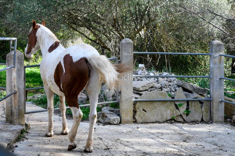 Foto 0c29b449-6f23-4b64-a3df-61bfaf0df4d7. Masía f rustica con piscina en Son Amonda - Reis Catòlics Inca