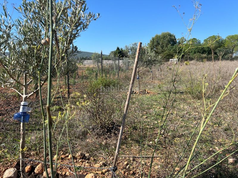Foto 11a83f8f-0064-45d7-9d0c-ae7384a12445. Finca rústica a Santa Eugènia