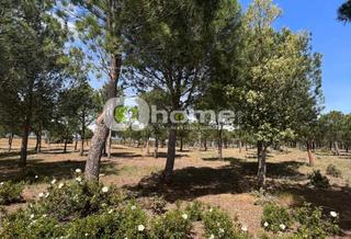 Finca rústica a Granja de Moreruela. Pinar piño piñonero en granja de moreruela